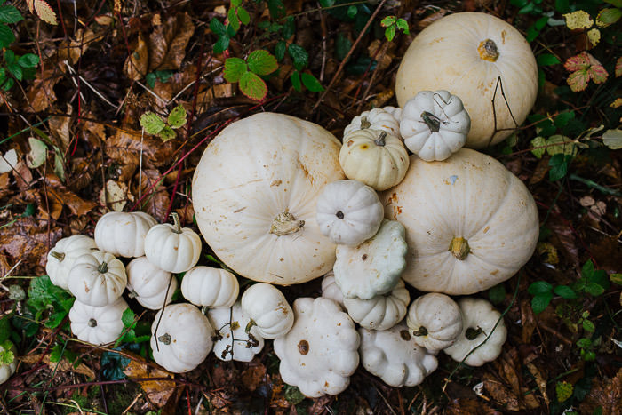 autumn blooms, autumn brides, autumn colours, autumn floral installation, autumn flowers, autumn wedding inspiration, creative london florist, Early Hours London, gourds, halloween flowers, halloween installation, harvest flowers, harvest time, london floral installation, London florist, pumpkins, woodland floral installation